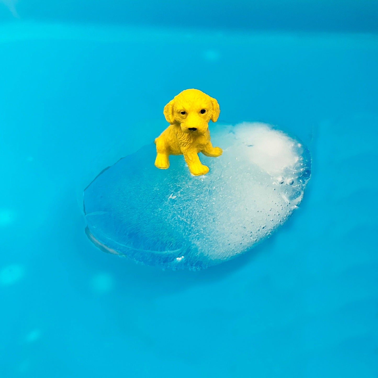 Dog floating on ice experiment