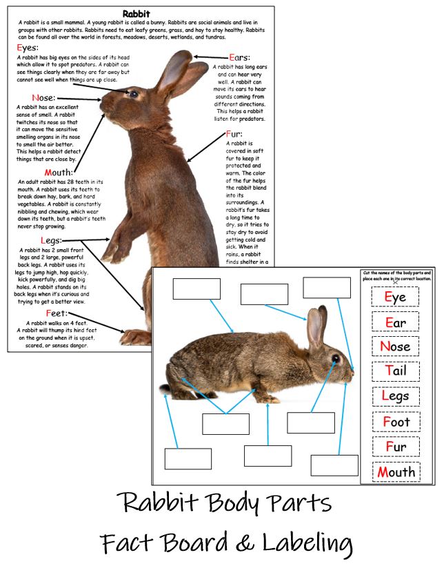 Rabbit Body Parts Labeling Board