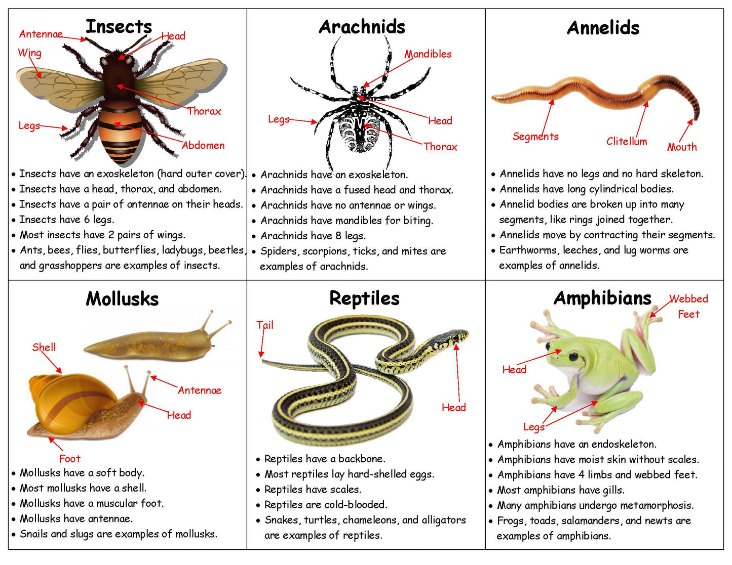 Ivy Kids Kit - There's a Bug on My Book