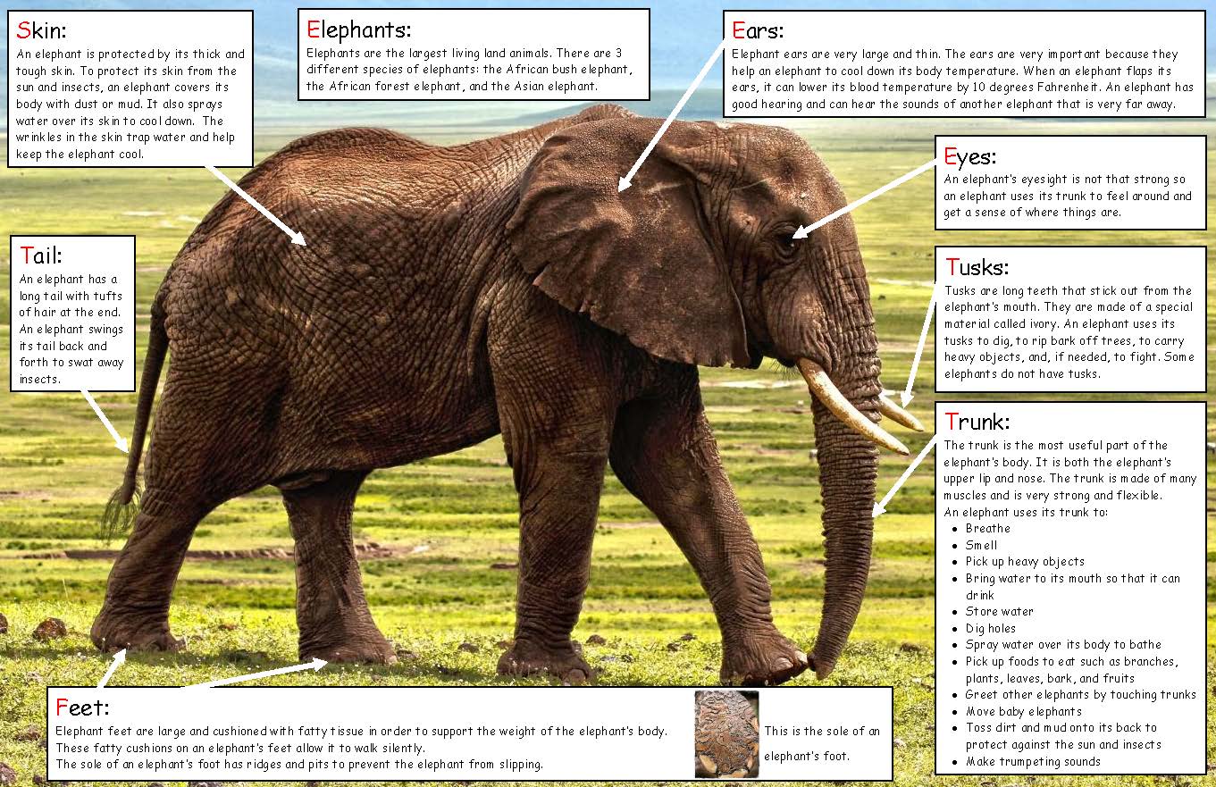 Ivy Kids kit - Elmer