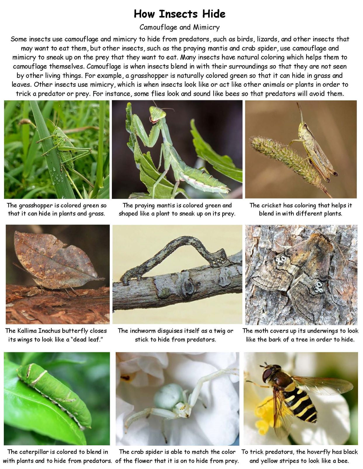 Ivy Kids Kit - How to Hide a Butterfly