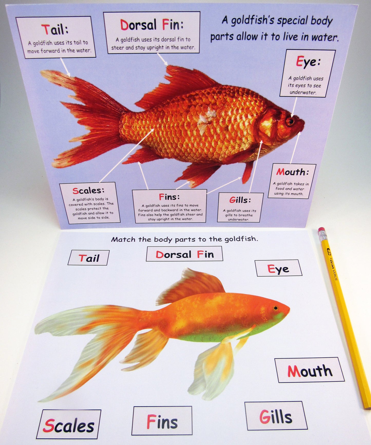 Goldfish Body Parts: Science Activity inspired by A Fish Out of Water by Helen Palmer