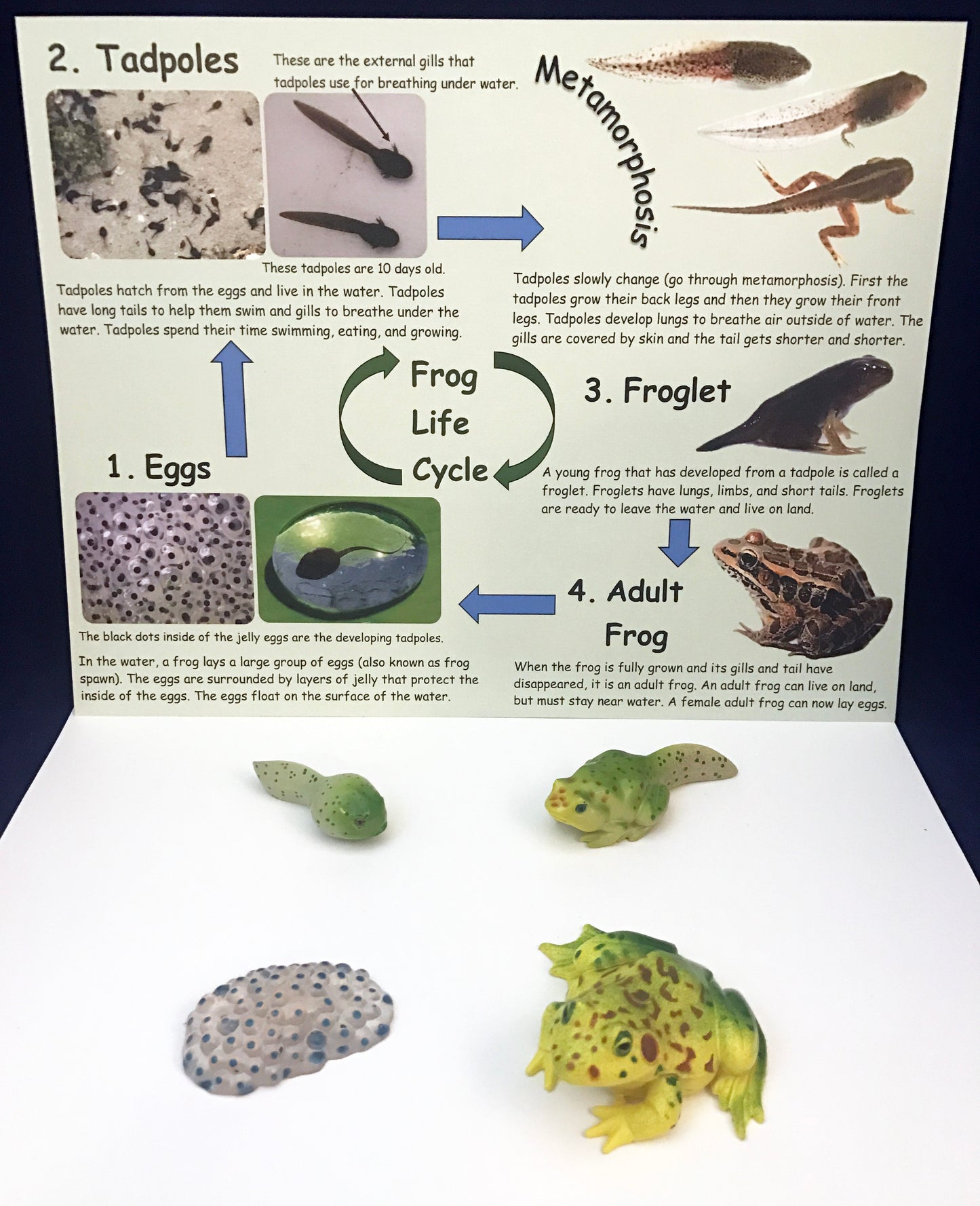 Frog Life Cycle inspired by Fish is Fish book