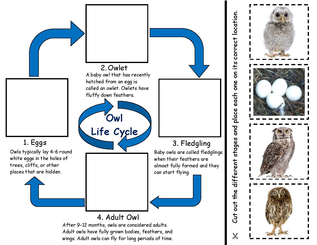 Owl Life Cycle