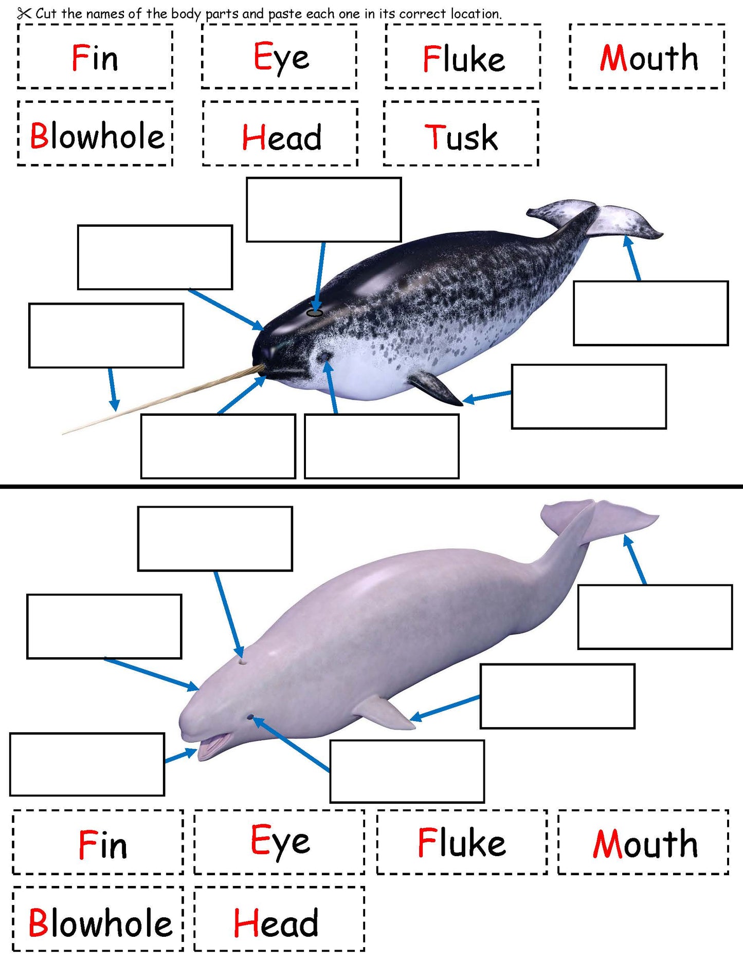 Ivy Kids Kit - The Lost Narwhal