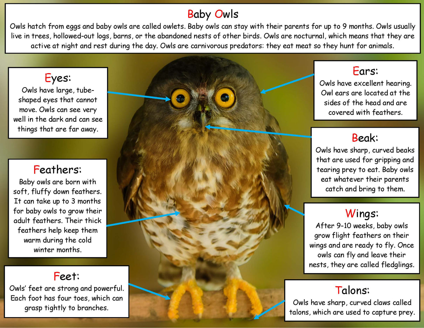Baby Owl Fact Board