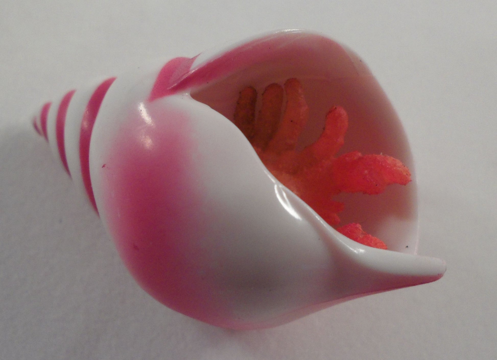 Growing crab- A House for Hermit Crab - Ivy Kids subscription box activities.