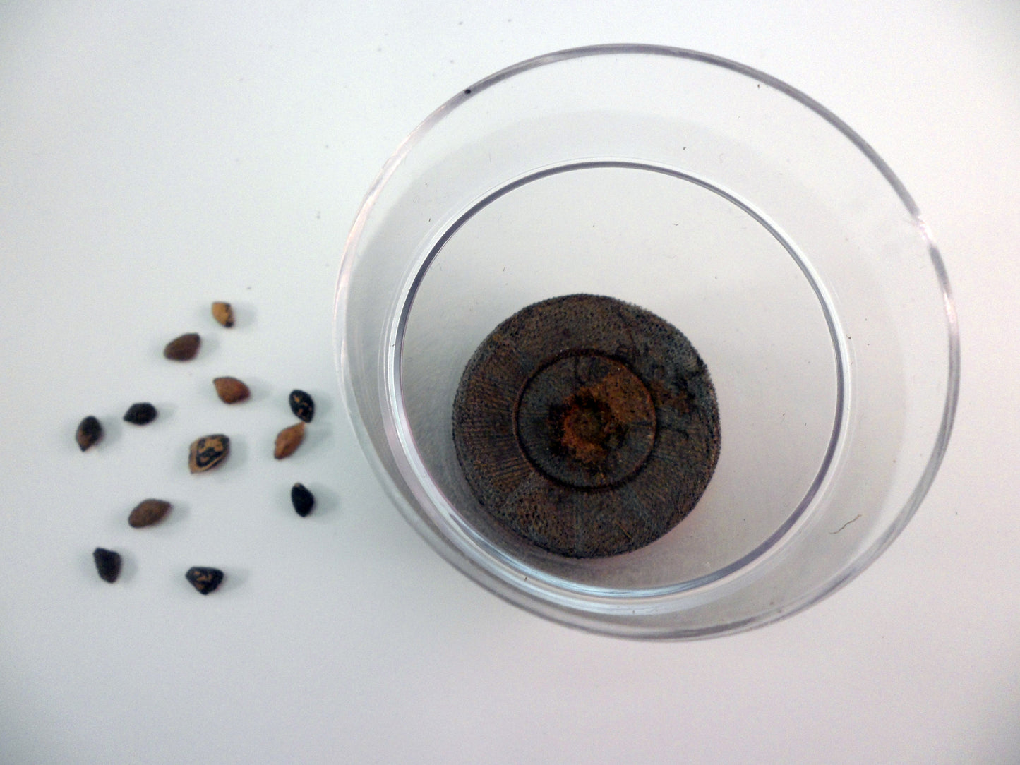 Ivy Kids Kit - Penguin and Pinecone