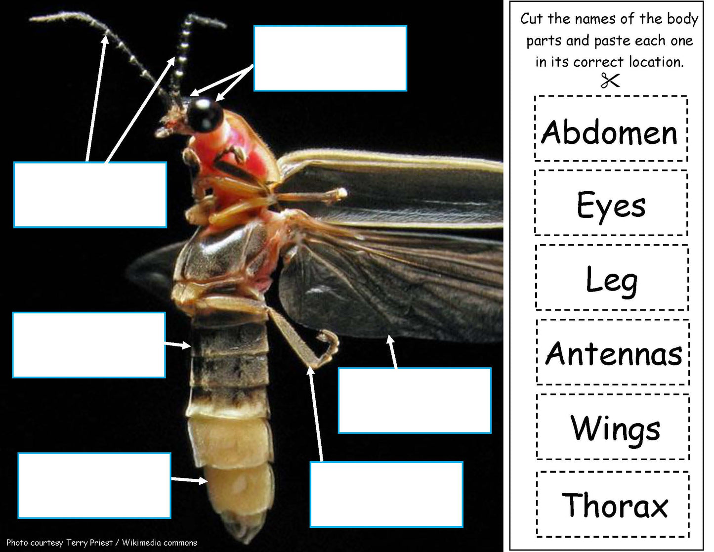 Ivy Kids Kit - Fireflies!