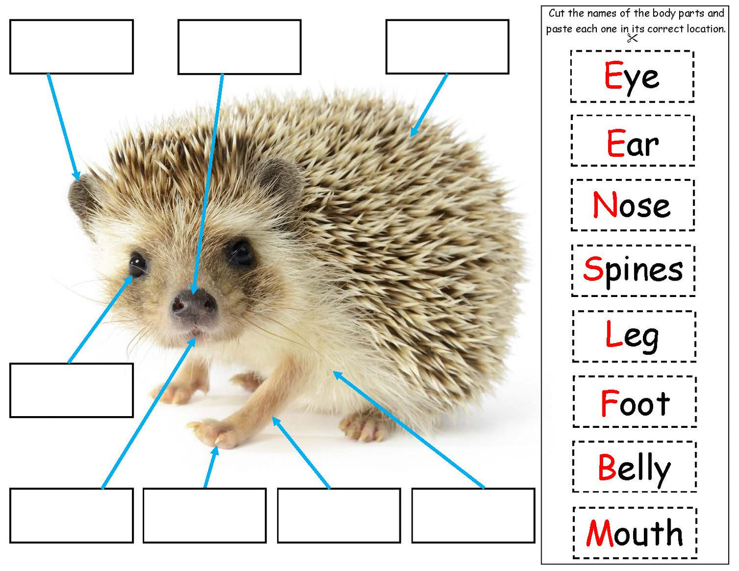 Hedgehog Body Parts Kids STEM