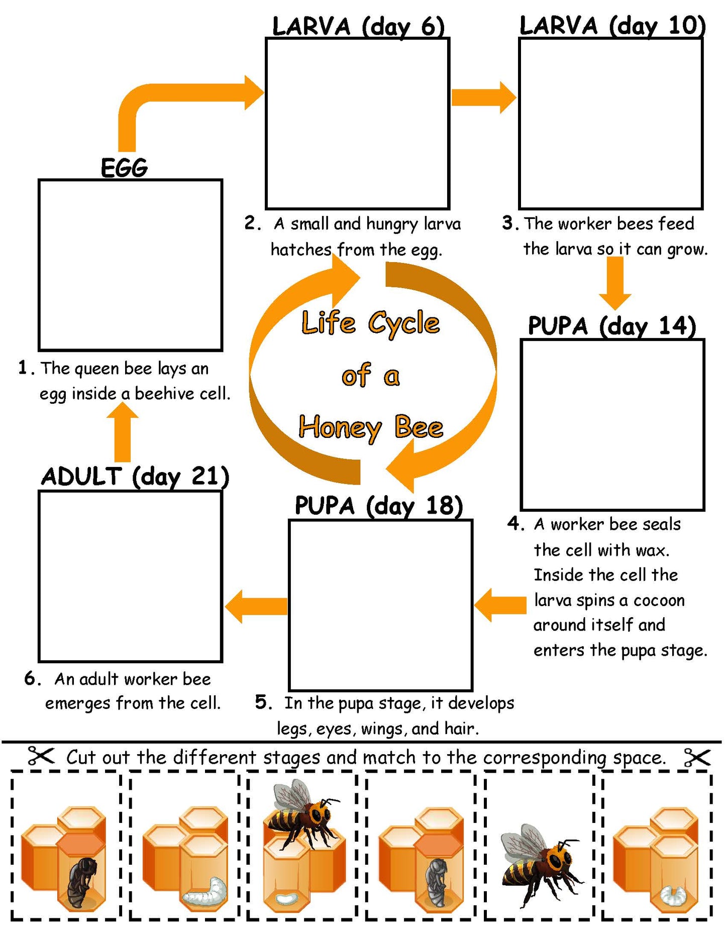 Bee life cycle