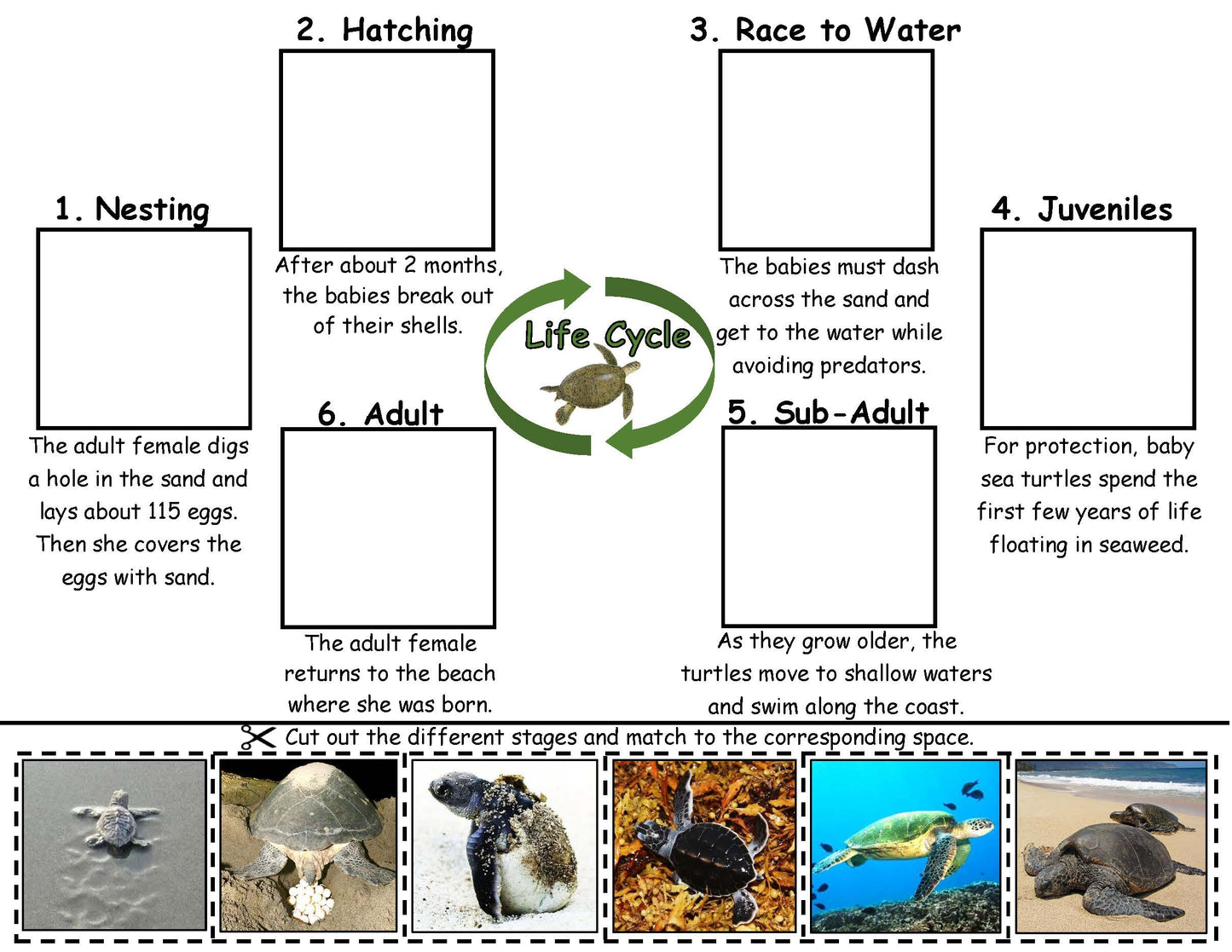 sea turtle life cycle