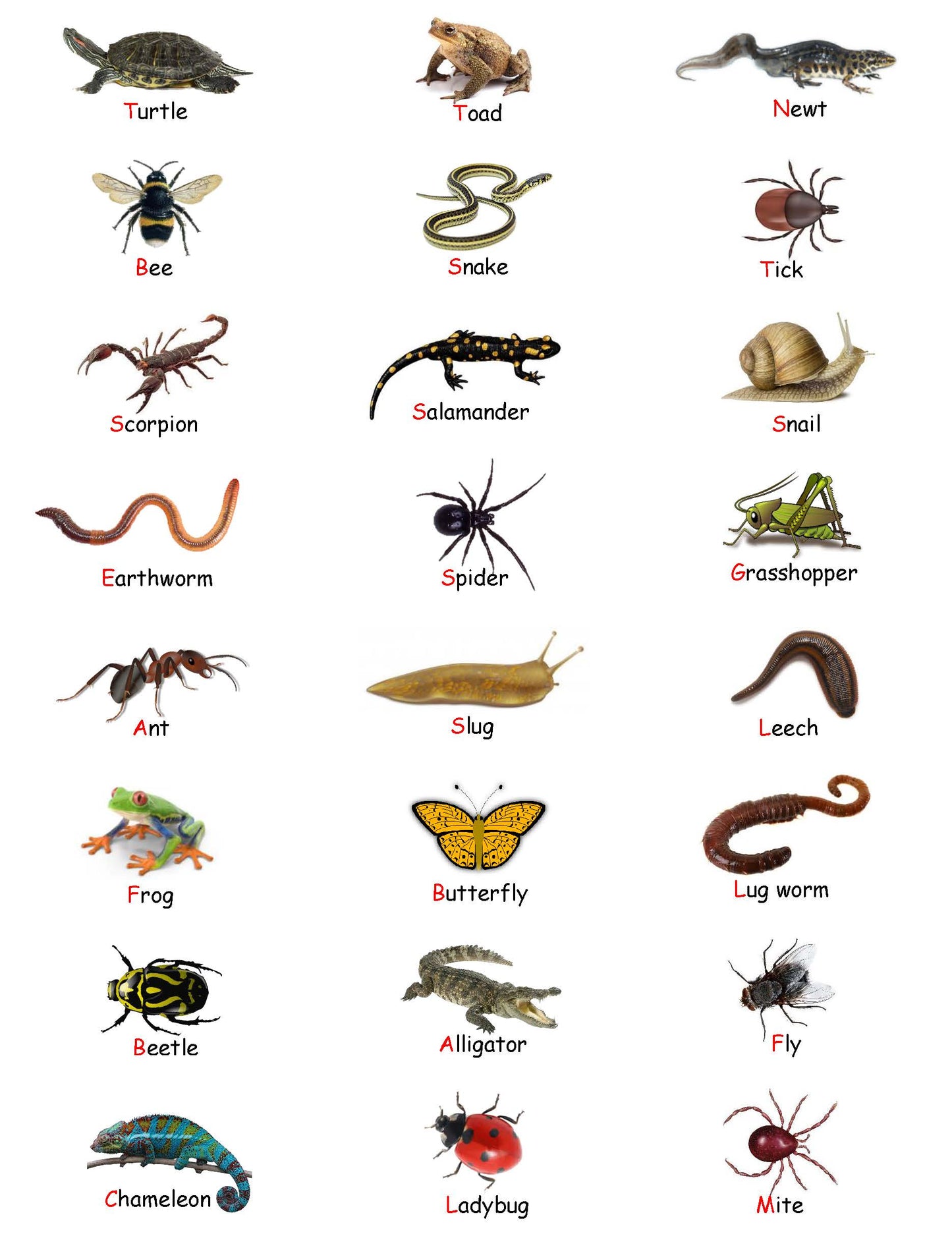 Ivy Kids Kit - There's a Bug on My Book