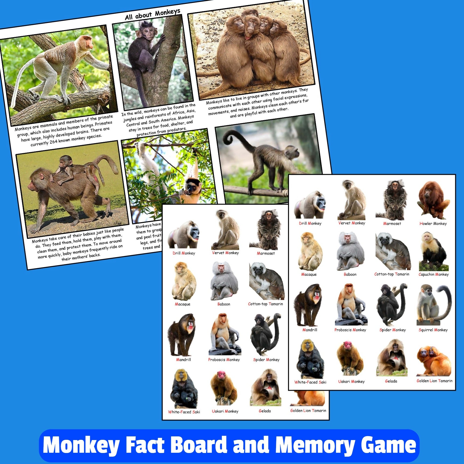 Monkey Fact Board for Kids and memory game