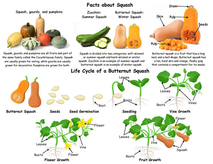 Facts about Squash and Life Cycle