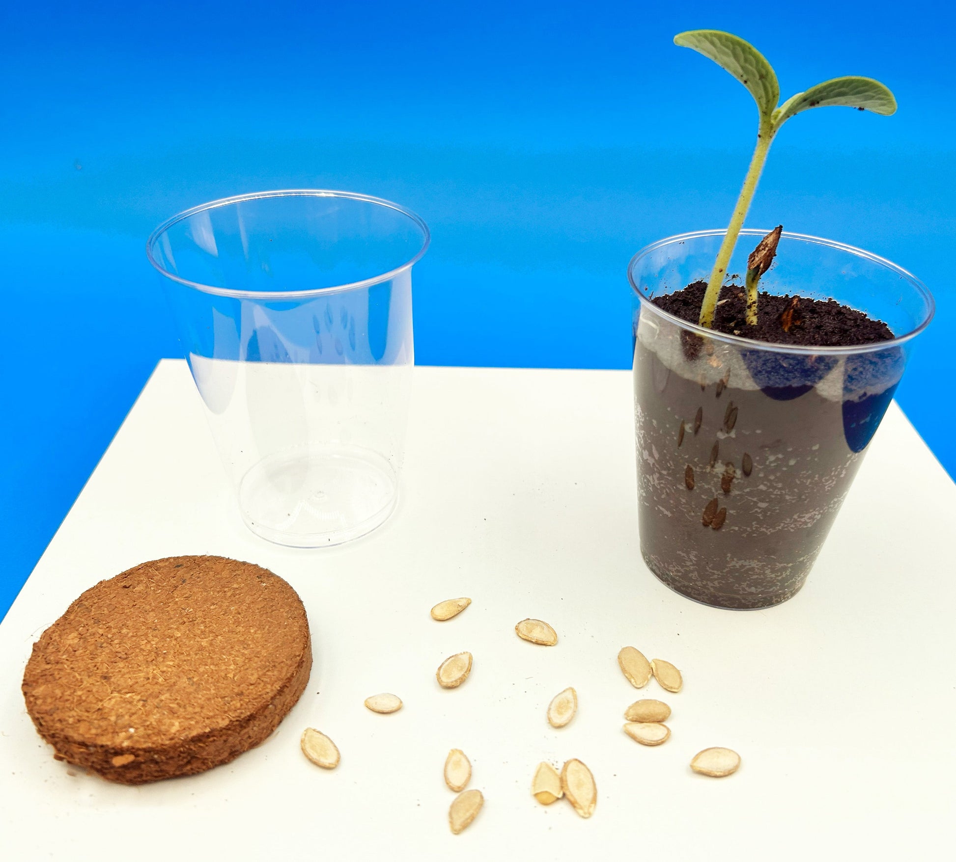 Planting Squash Seeds kids science experiment 