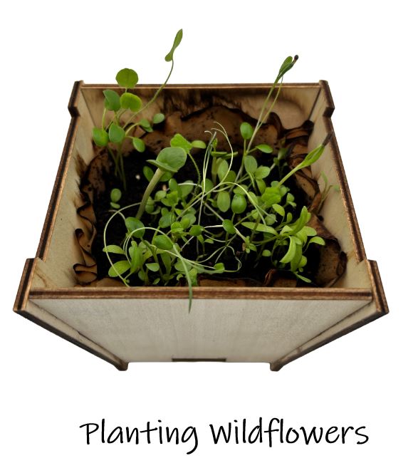 Planting Wildflowers with Kids