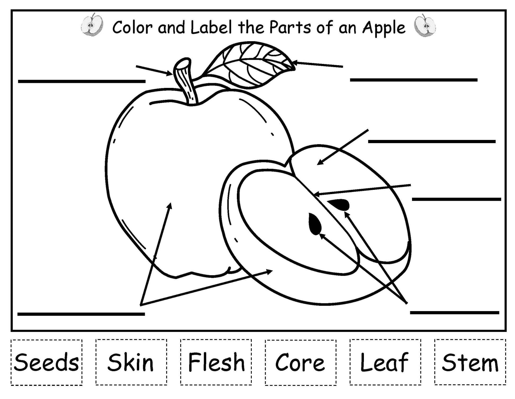 parts of an apple labeling sheet