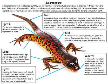 Salamander Fact Board