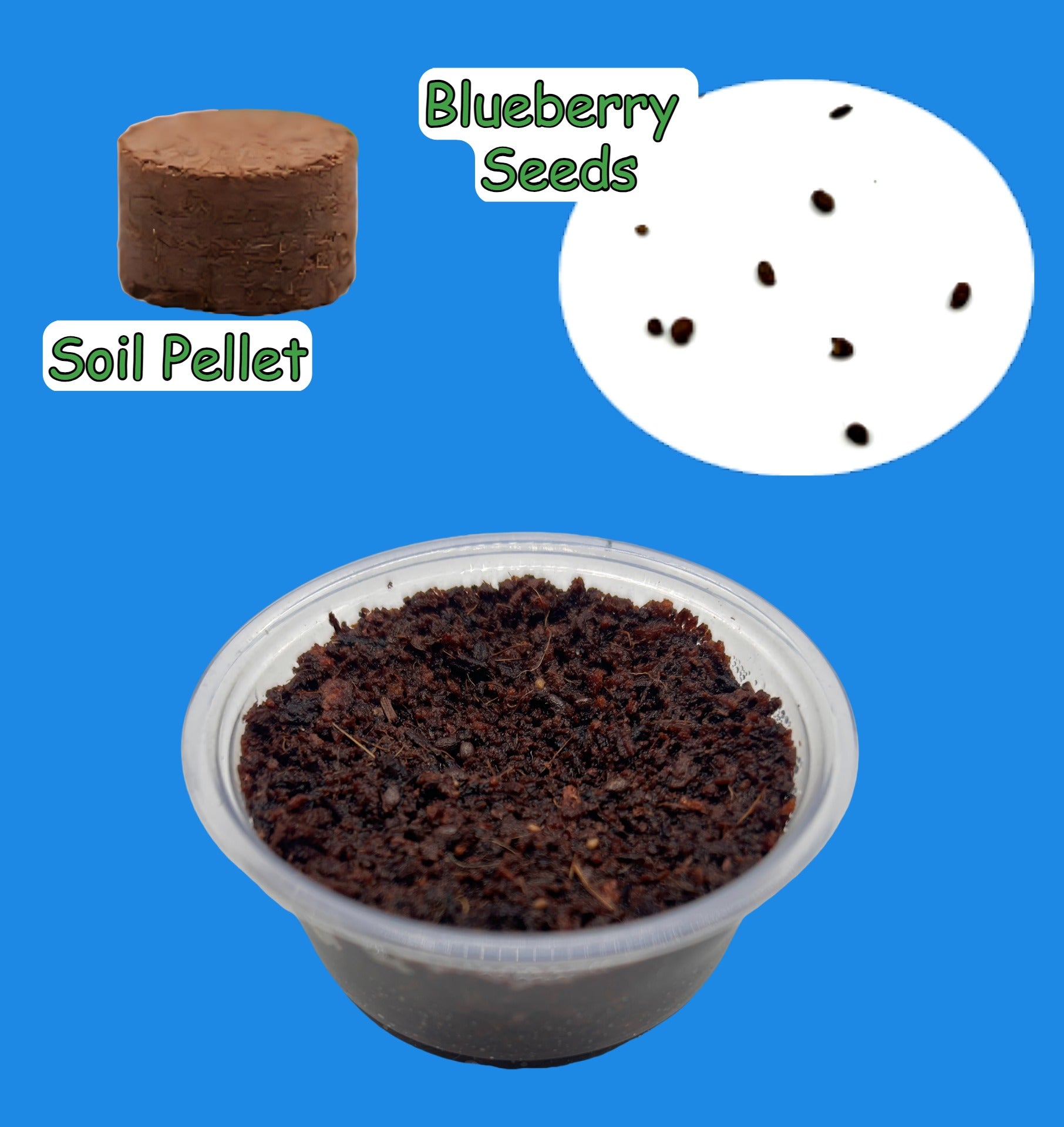 Planting Blueberry Seeds