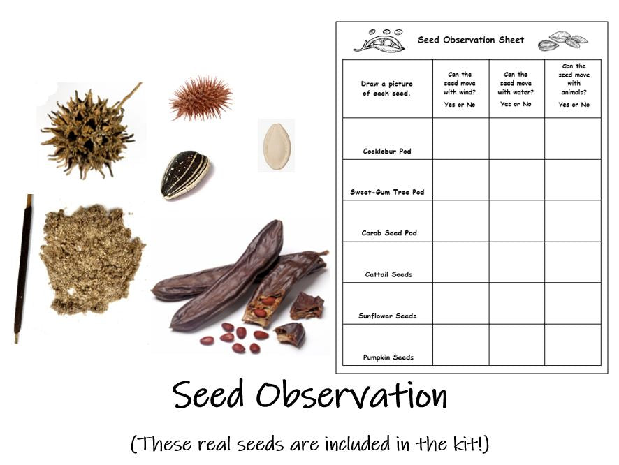 Seed Observation and Experiment for Children