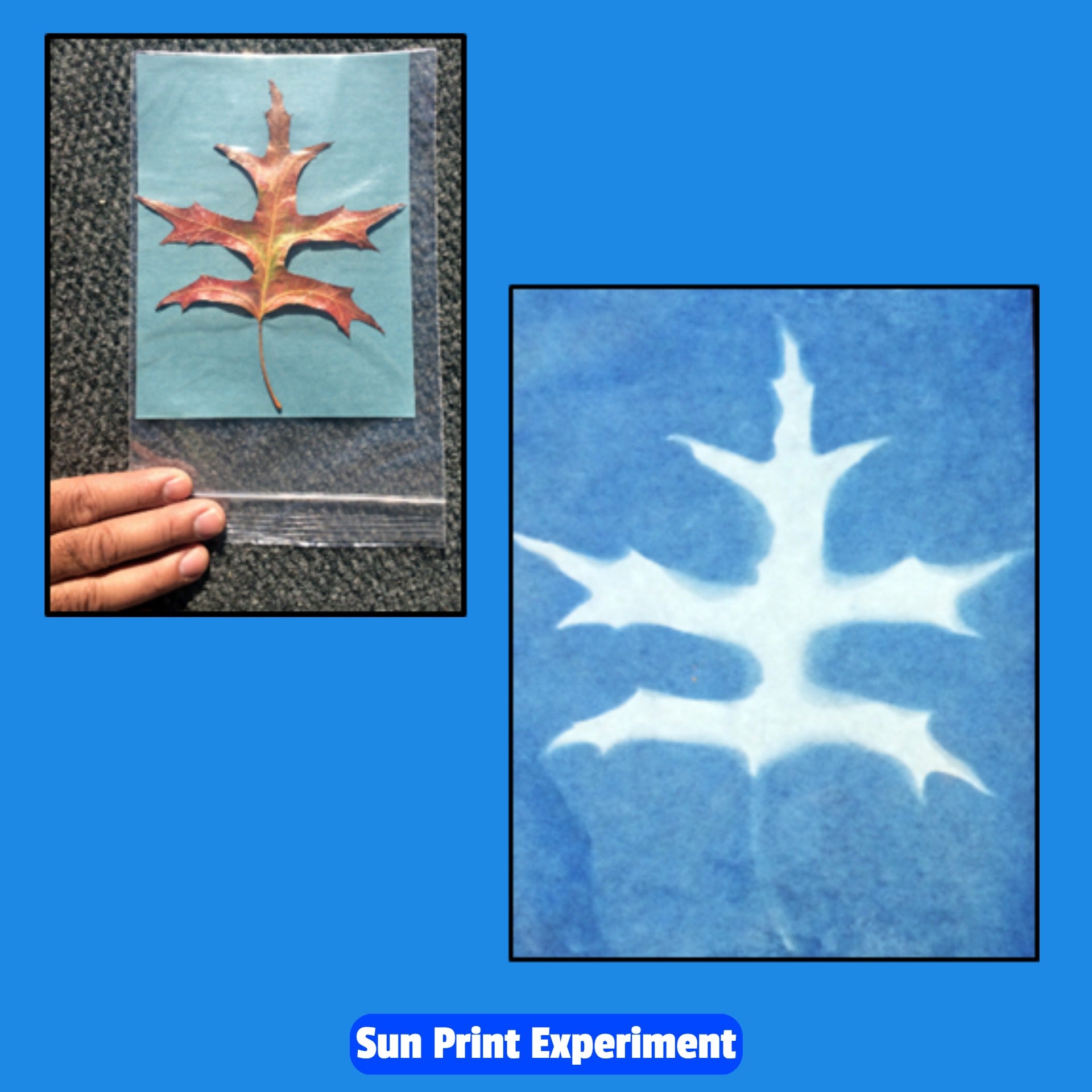 Sun print leaf experiment