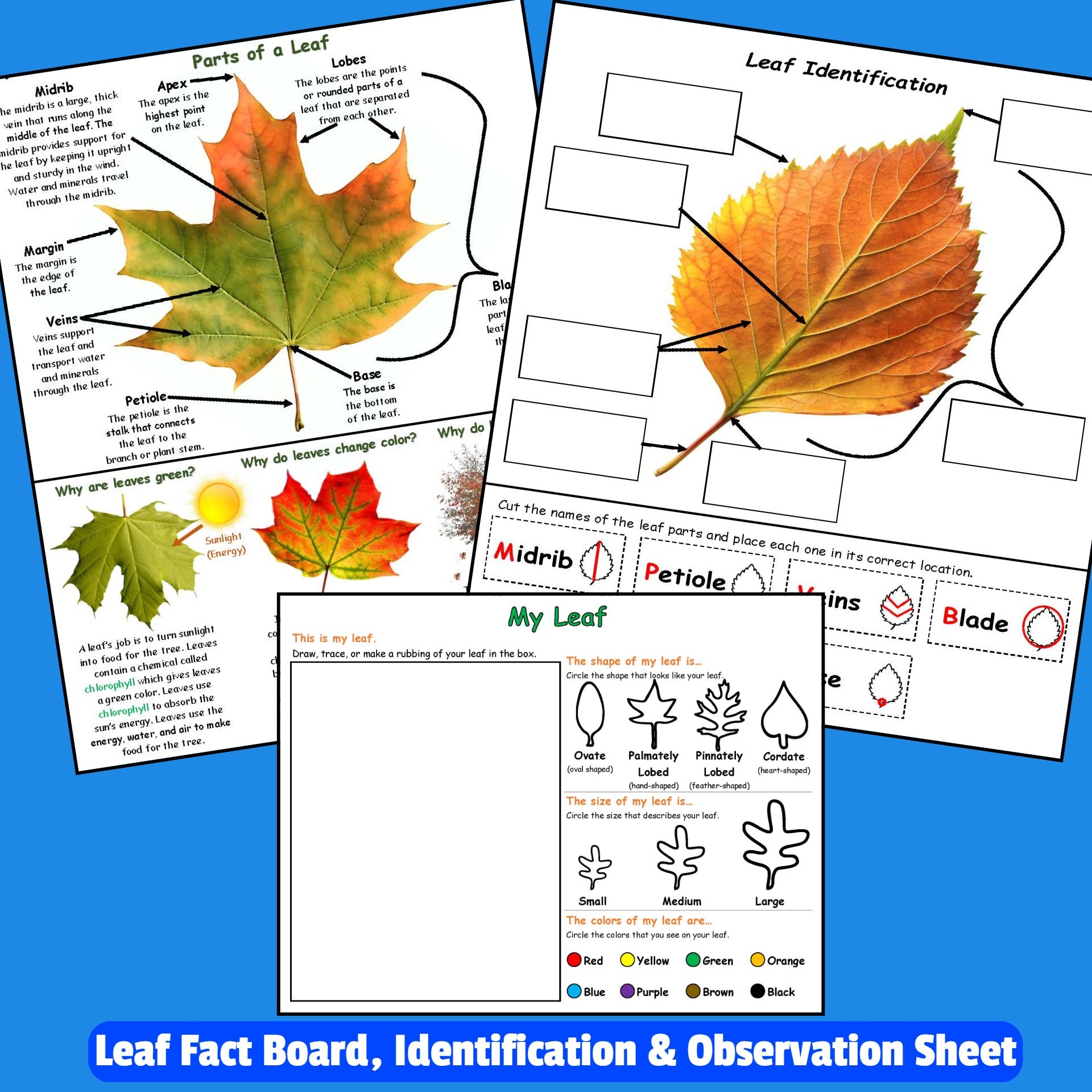 leaf science and leaf observation