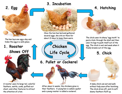 Rooster  Life Cycle Facts for Kids STEM