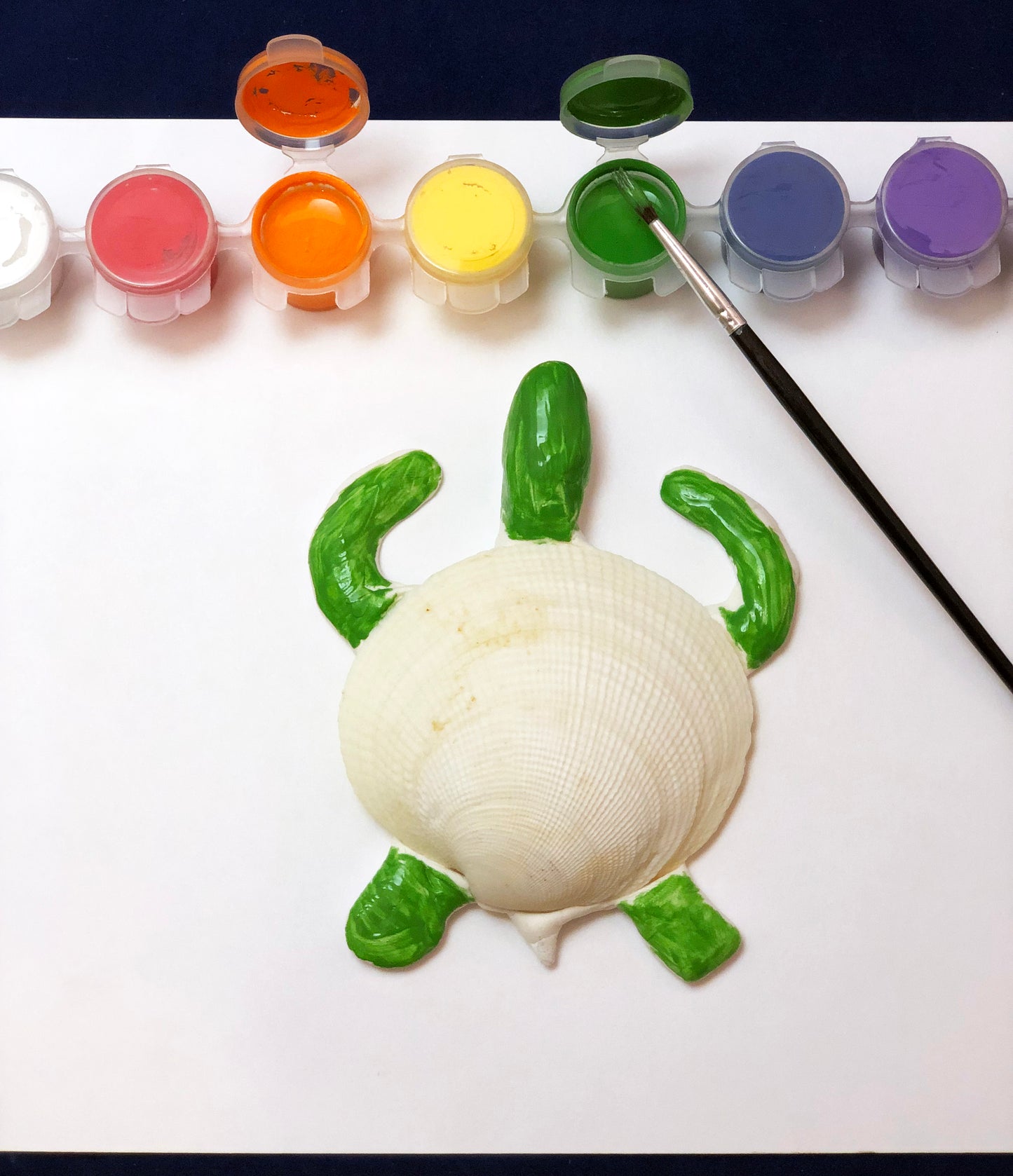 Green sea turtle clay model and life cycle children's art and science activity