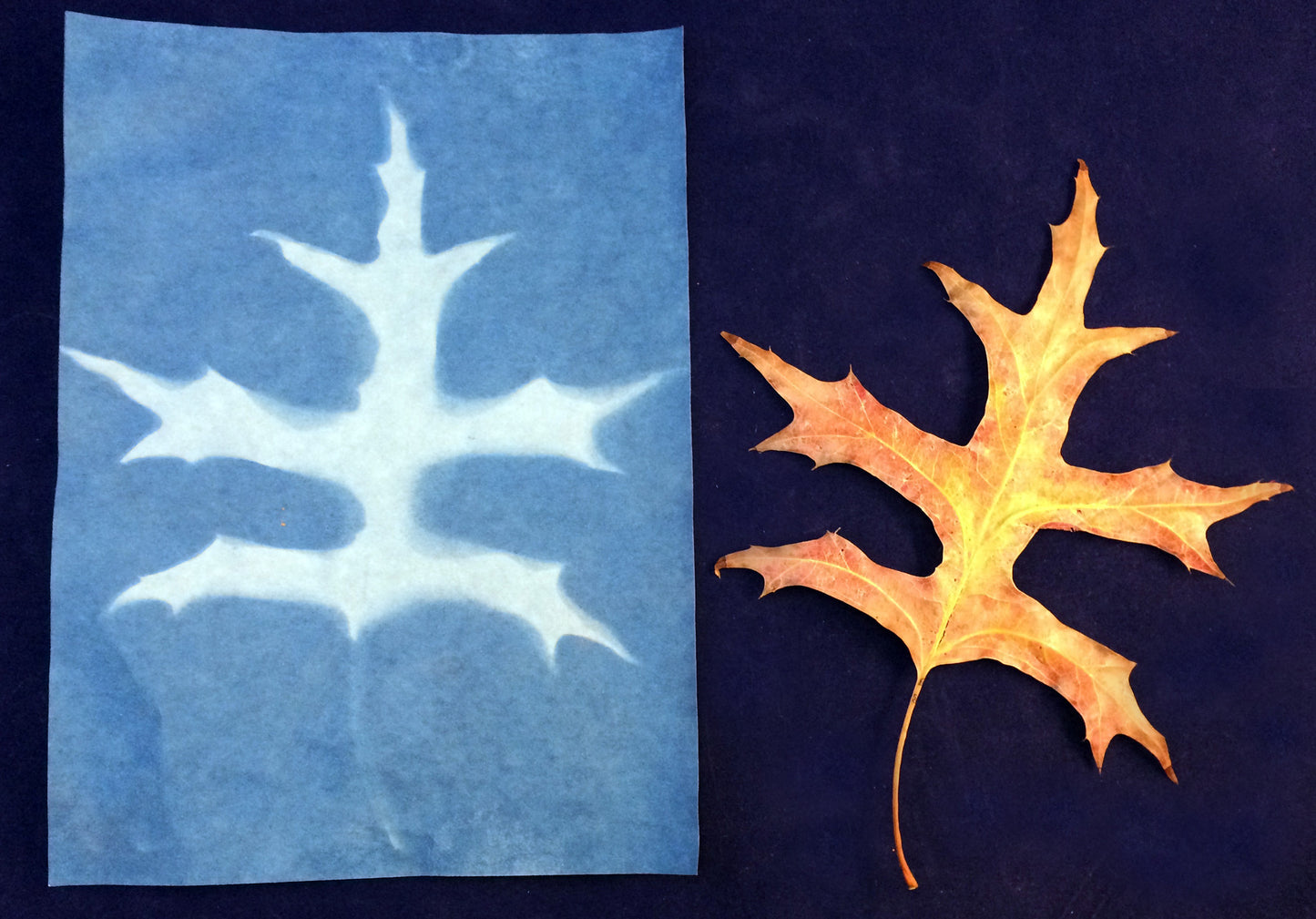 Science activity - Leaf print on sun sensitive paper inspired by the book Leaves by David Ezra Stein