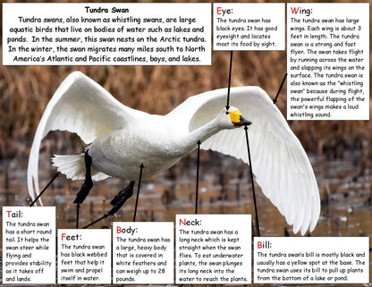 Tundra Swan Fact Board for Kids