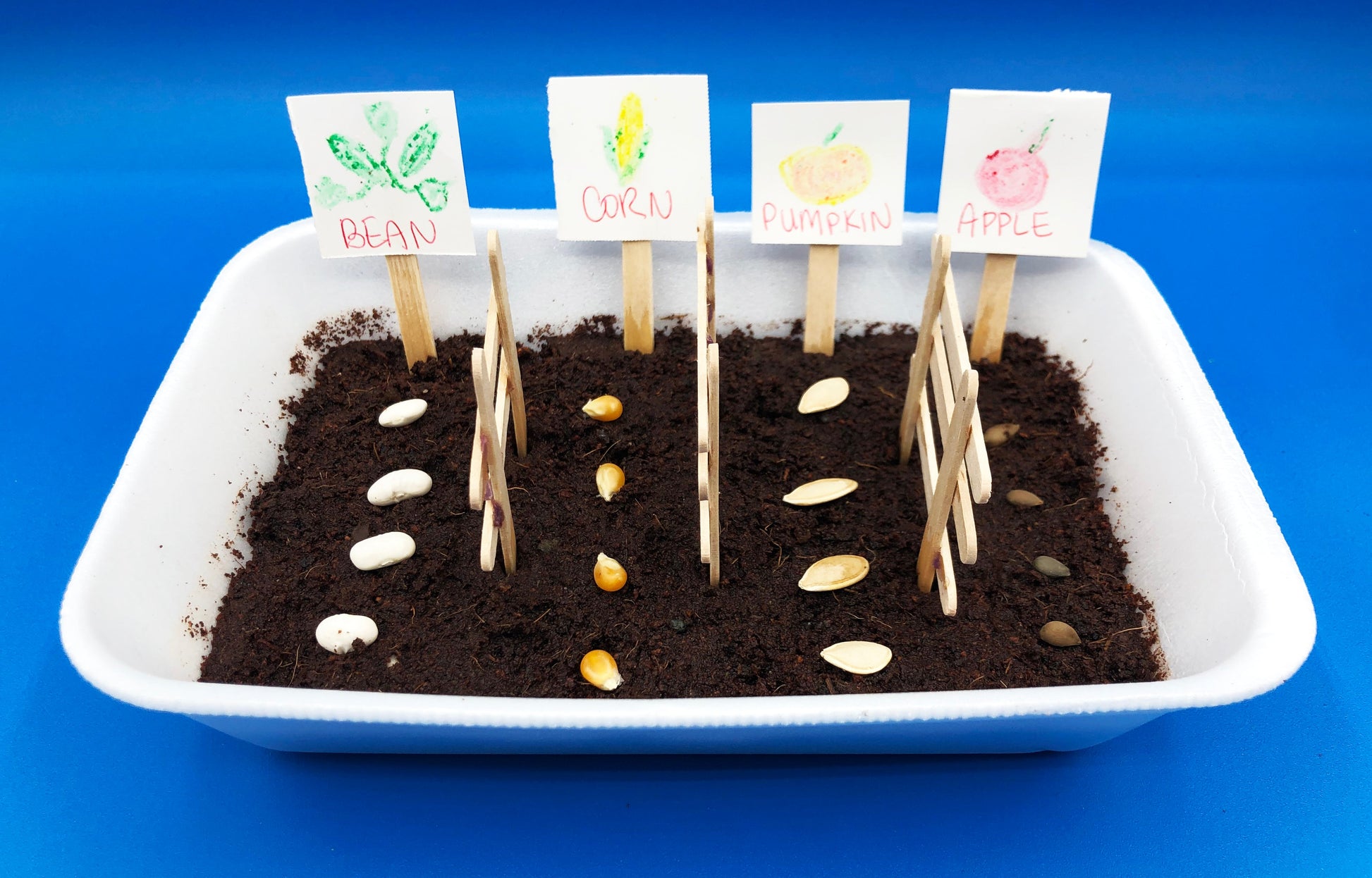 ivy garth seeds and plants Ivy Kids Kit