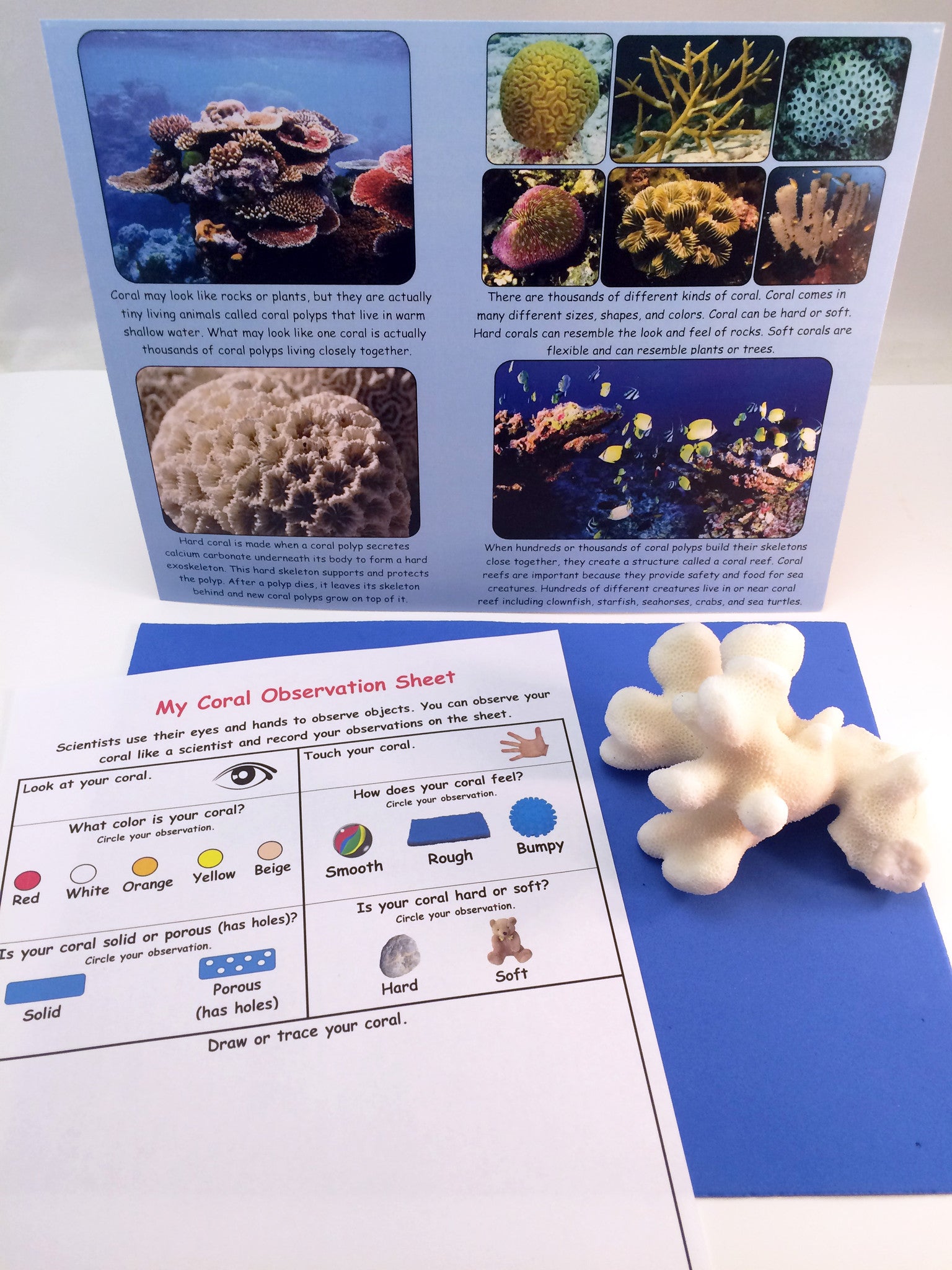 Science activity inspired by the book Over in an Ocean in a Coral Reef. Exploring coral and recording observations.