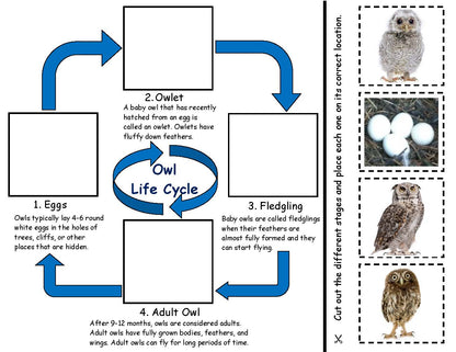 Owl Life Cycle
