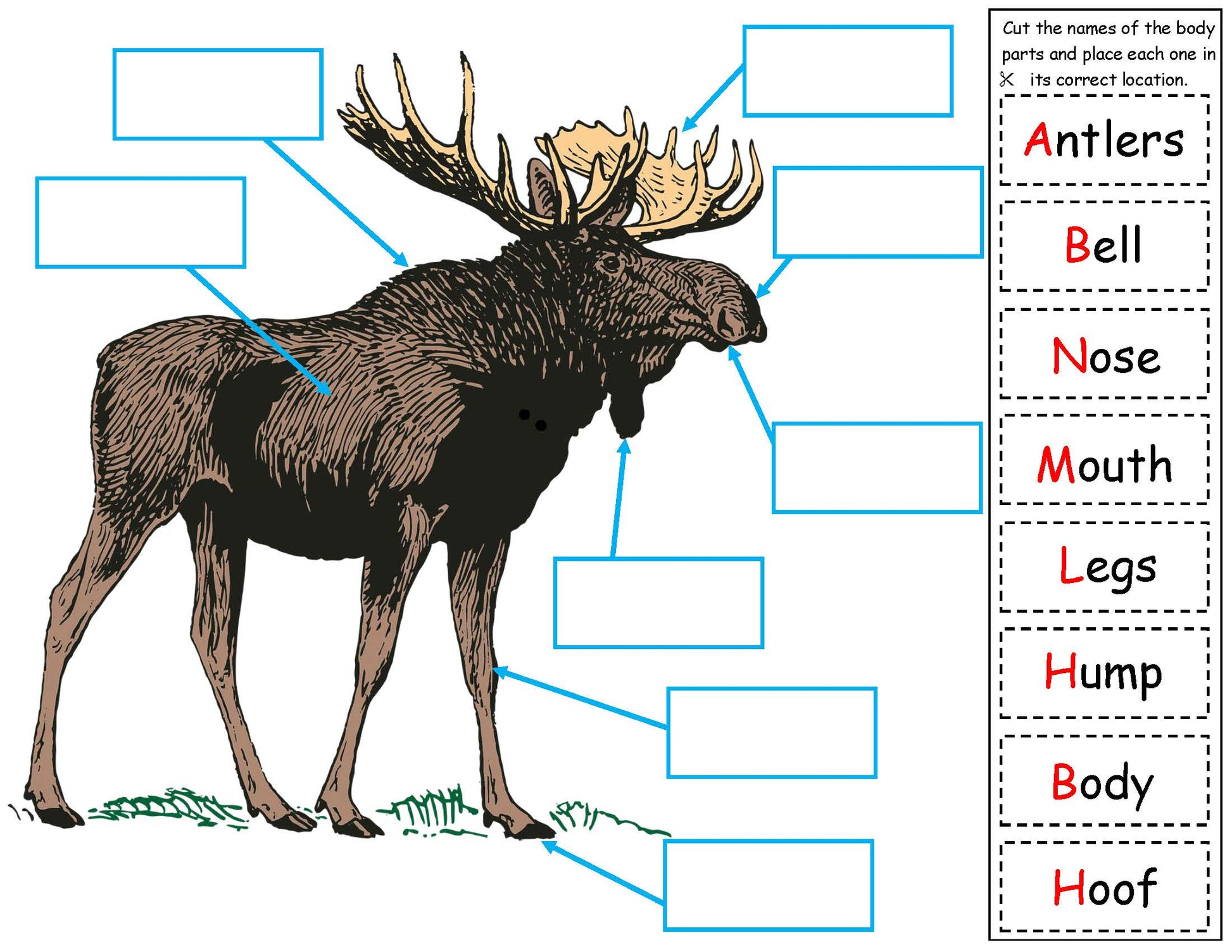 Body parts of a moose kids science