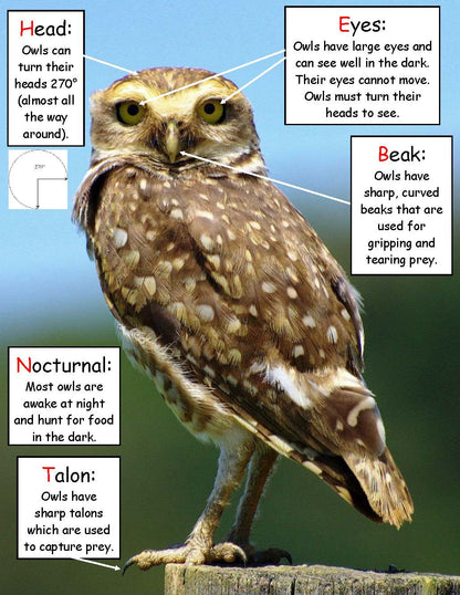 Science Activity - Owl Facts Inspired by Owl Babies