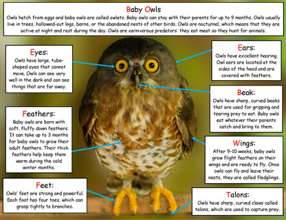 Baby Owl Fact Board