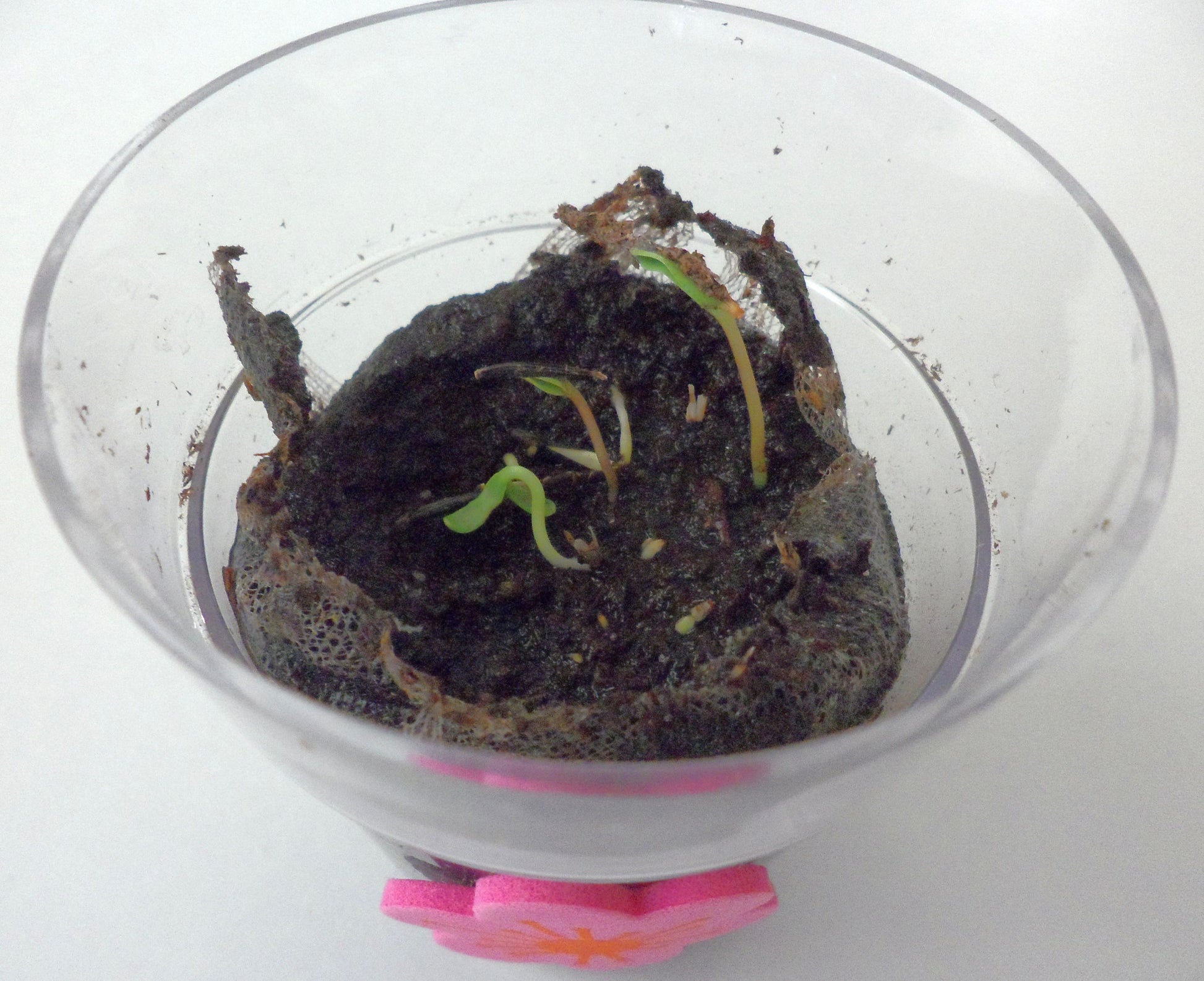plant a tiny seed Ivy Kids Kit