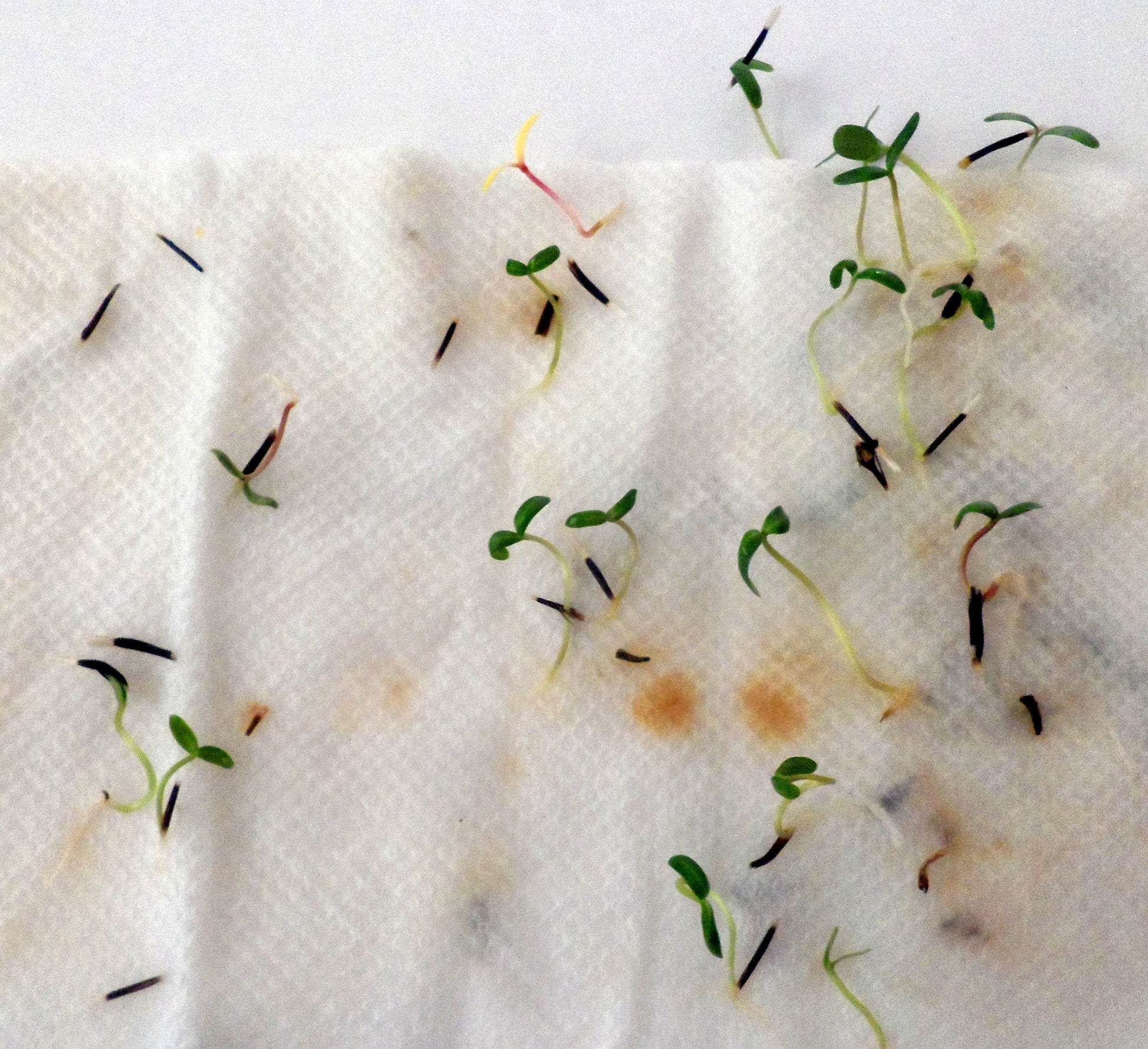 germinate marigold seeds paper towel Ivy Kids Kit