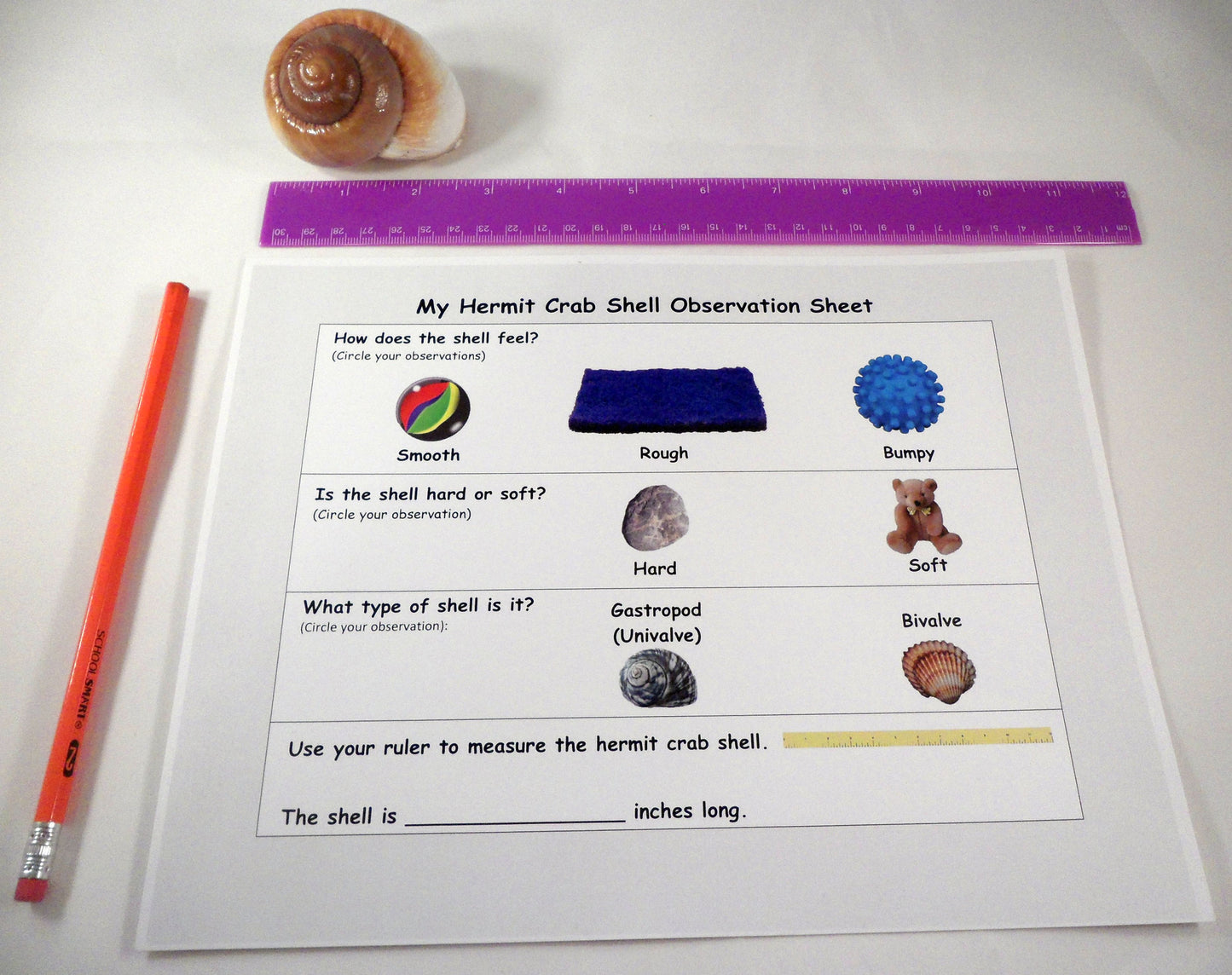 Observation activity - A House for Hermit Crab - Ivy Kids subscription box activities.