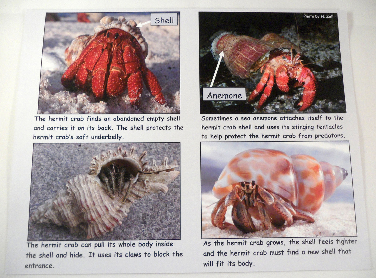 Fun hermit crab facts board - A House for Hermit Crab - Ivy Kids subscription box activities.