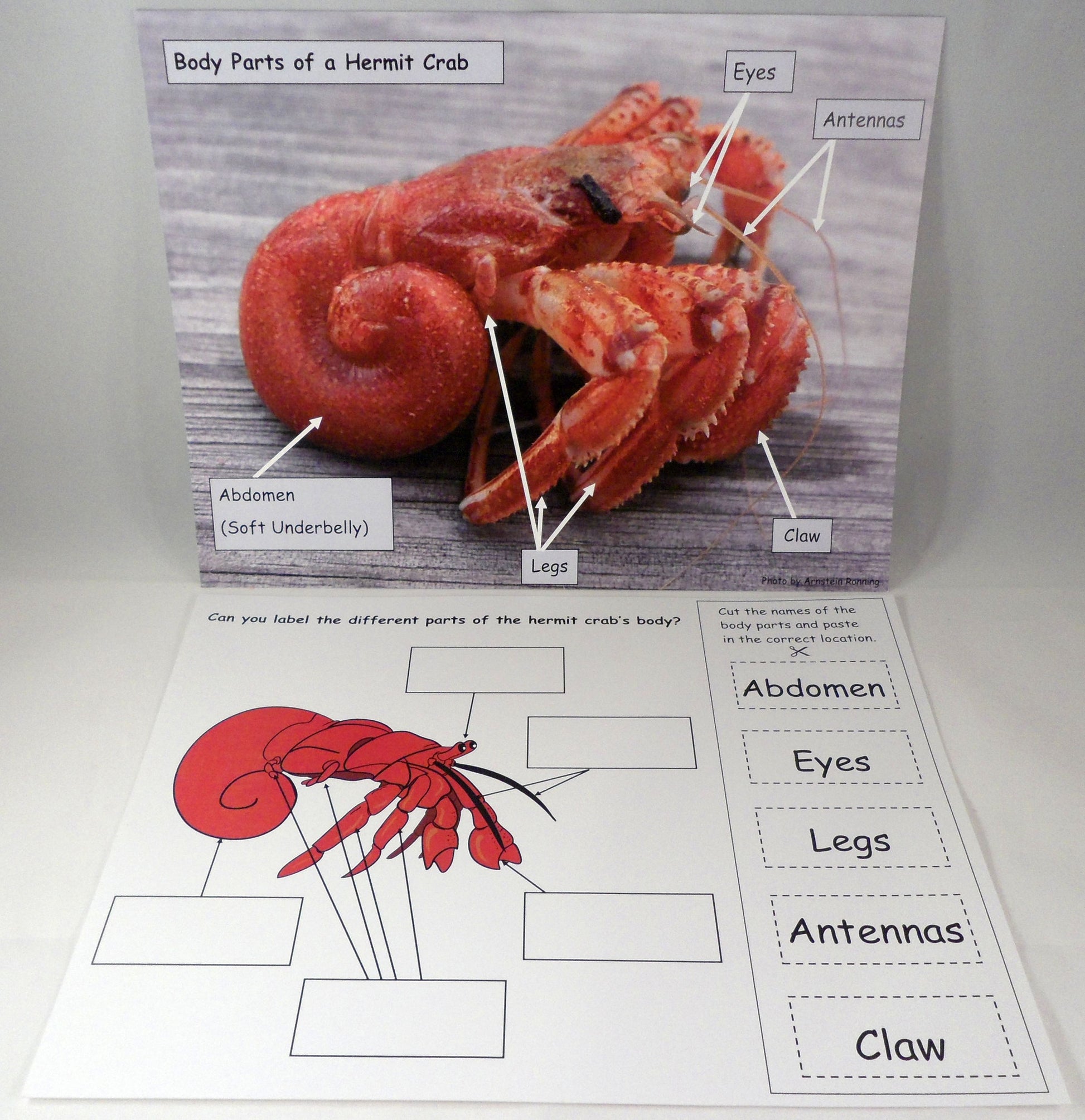 Hermit crab parts - A House for Hermit Crab - Ivy Kids subscription box activities.