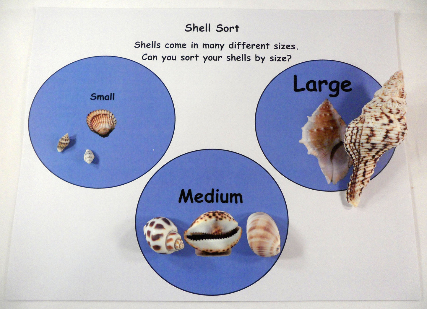 Comparing shells - A House for Hermit Crab - Ivy Kids subscription box activities.