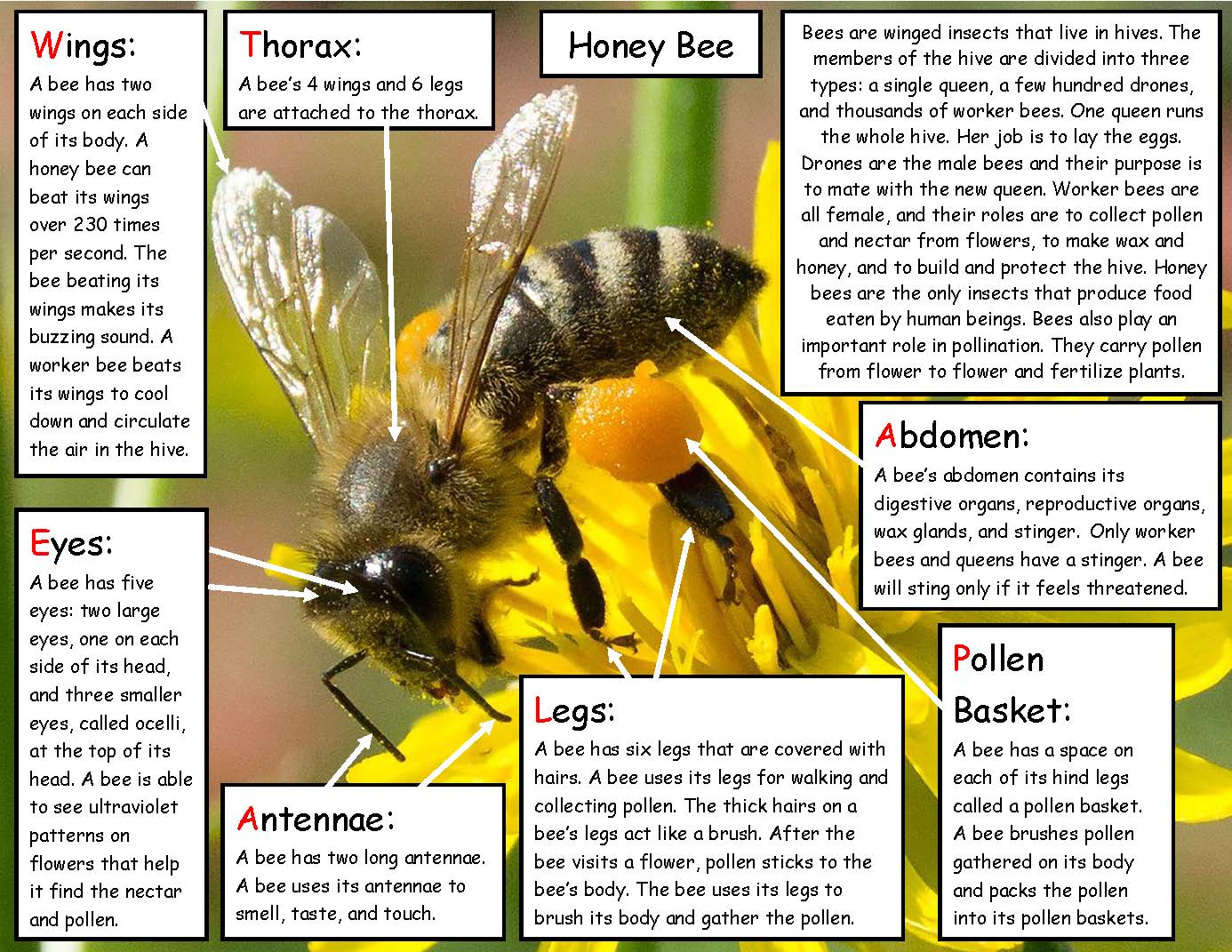 Bee facts for kids