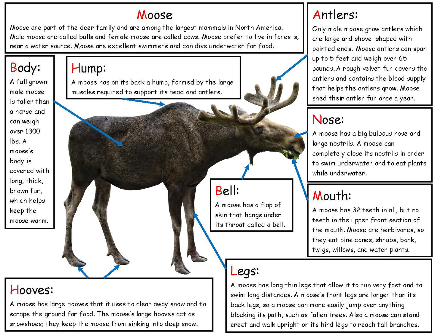 Body parts of a moose kids explanation