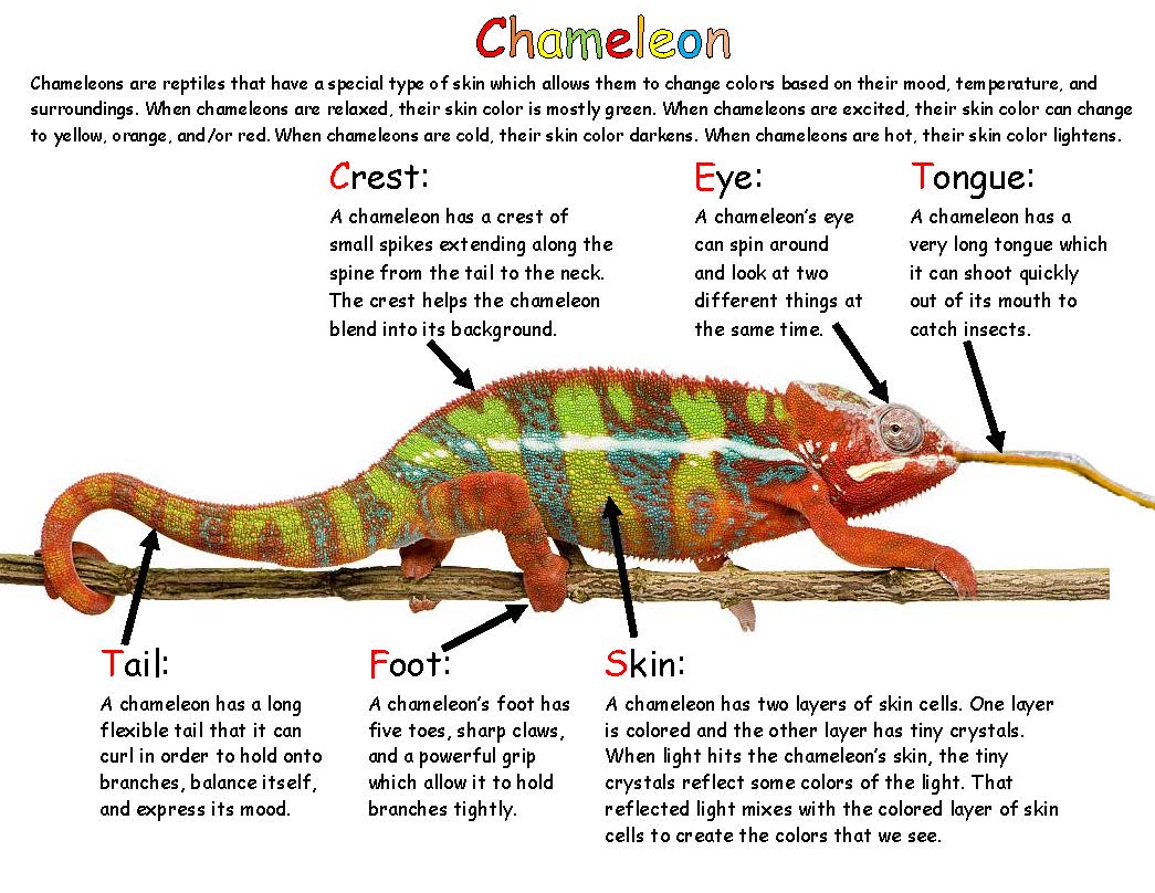 Ivy Kids Kit - Mixed-Up Chameleon