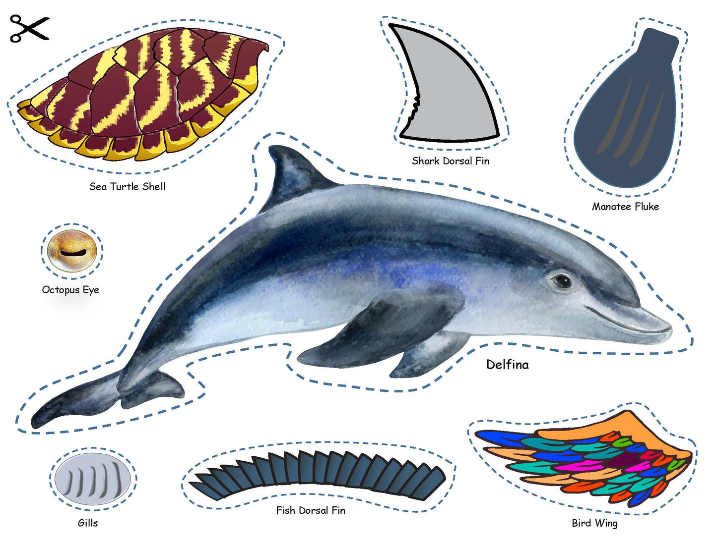Ivy Kids Kit - If a Dolphin Were a Fish
