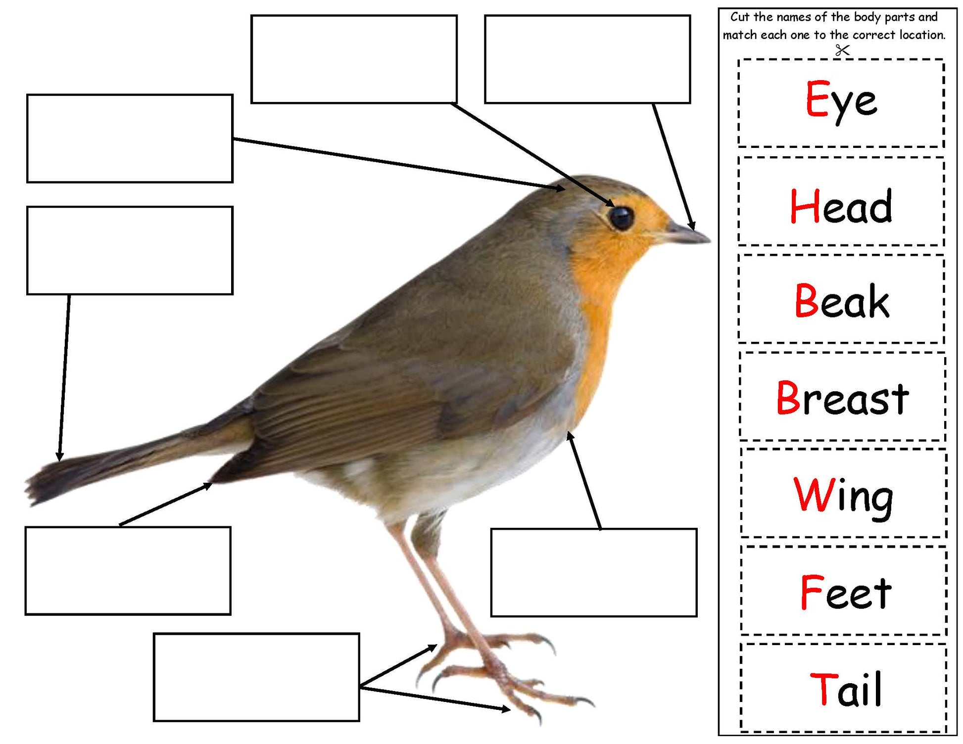 All about birds science fact board for kids