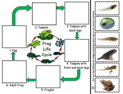 frog life cycle board