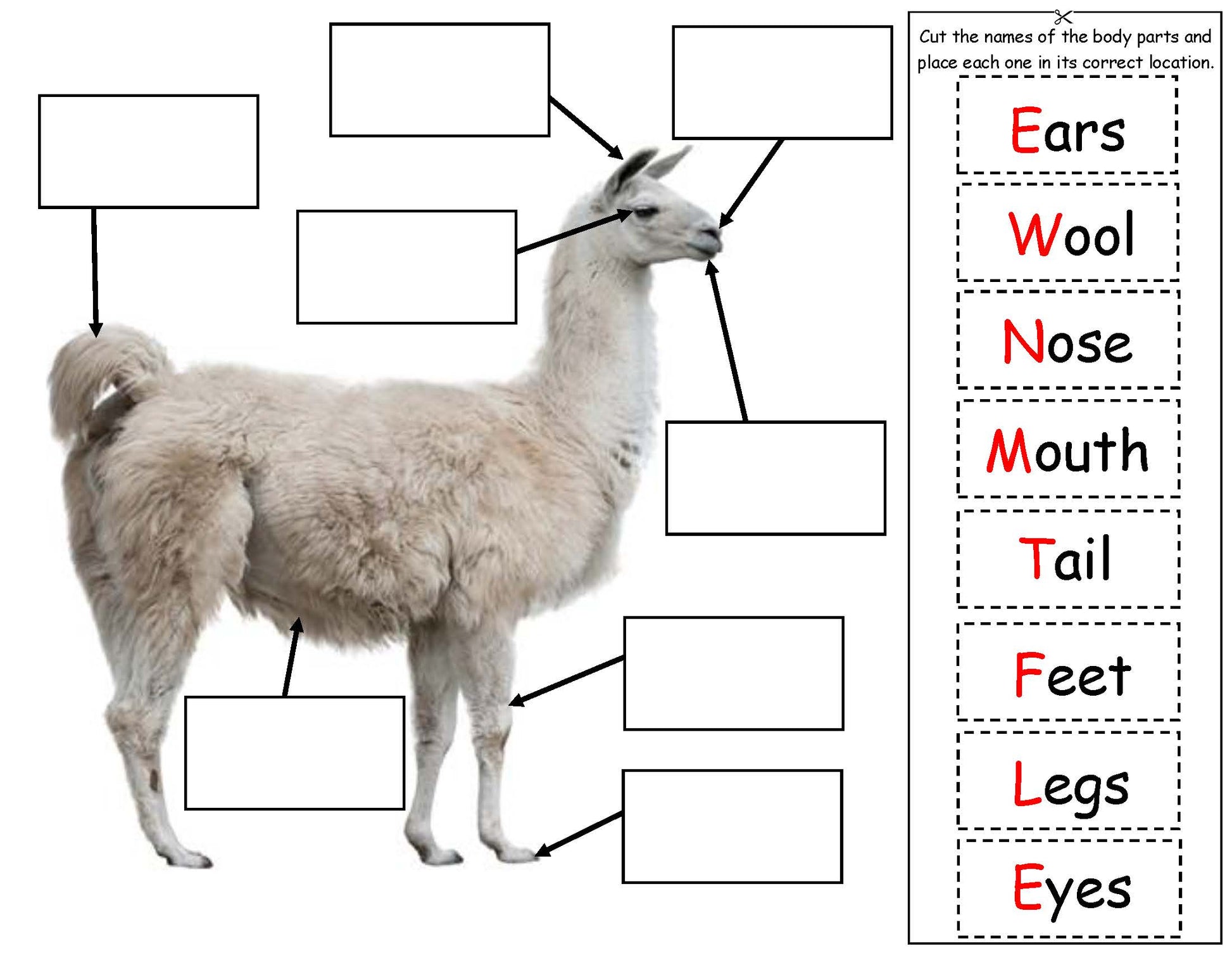 Llama body parts for kids science activity